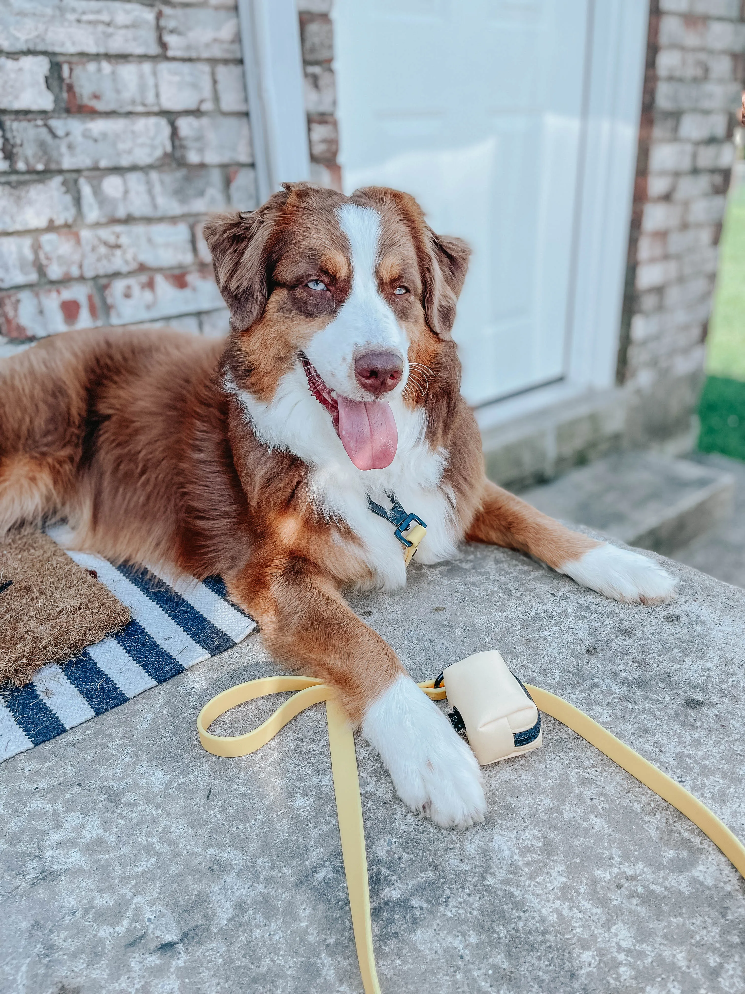 Dog Waste Bag Holder - Adventure Yellow